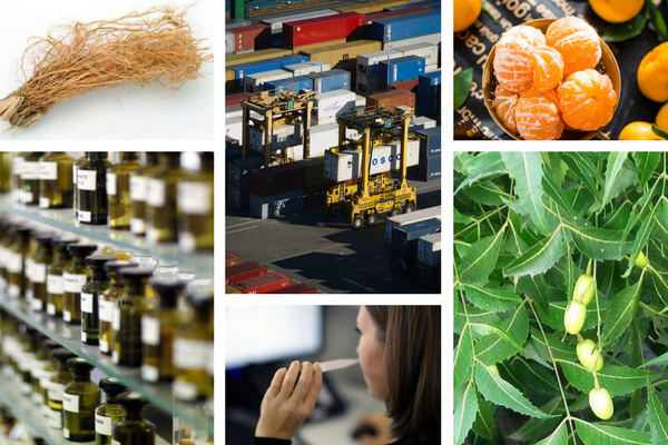 kham pha thi truong tinh dau an do