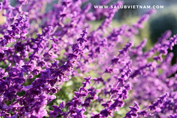 san xuat tinh dau nuoc hoa