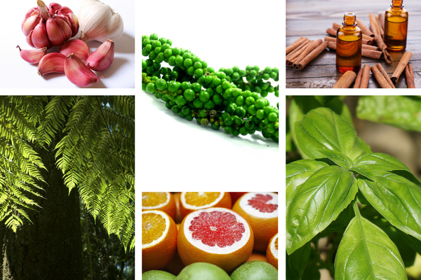 tinh dau si san xuat duoc pham